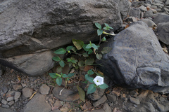 Datura innoxia